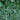 Ranunculus Hederaceus - Marginal Pond Plants - Pond Plants - Water Plants-0