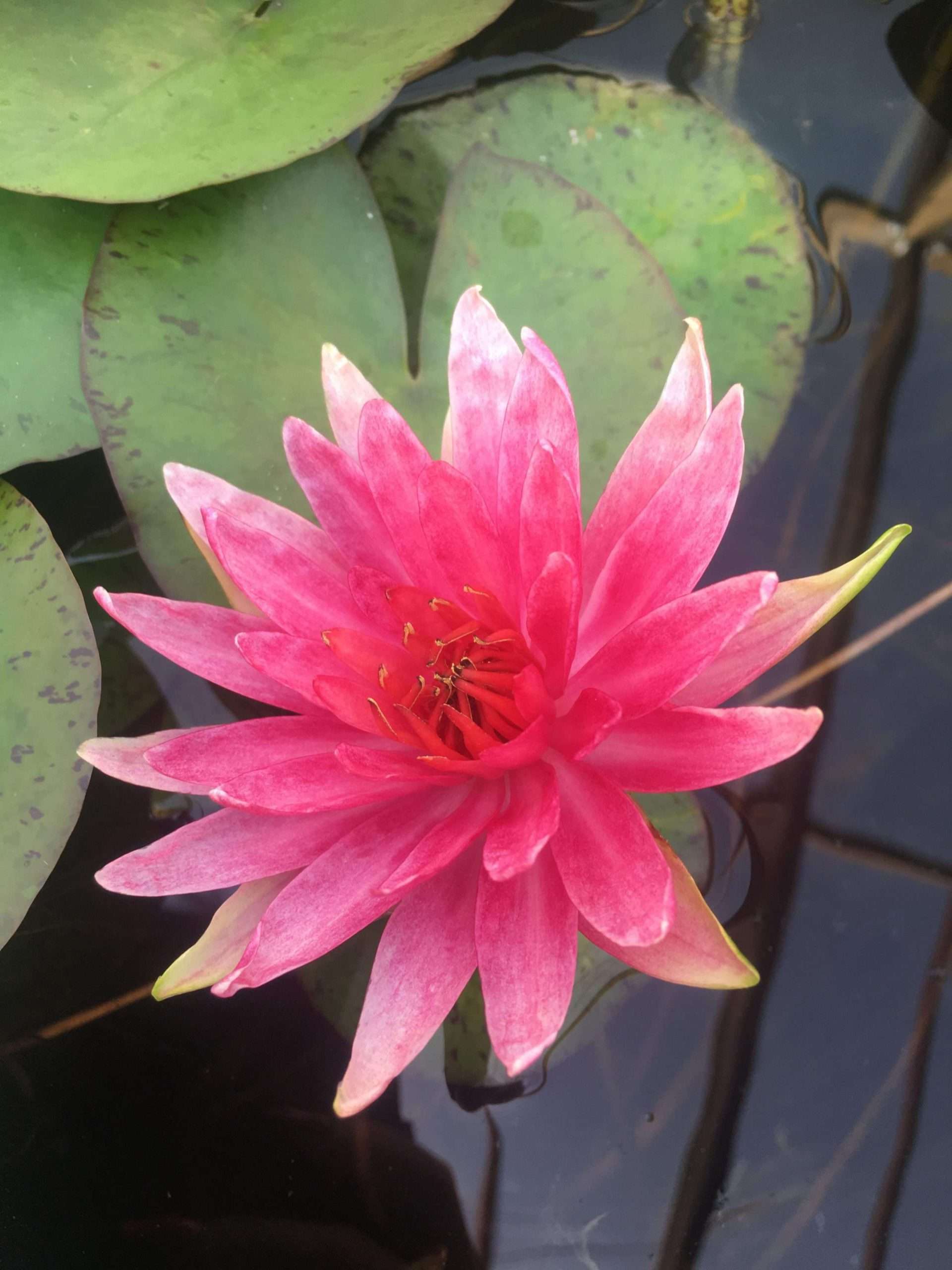 spider plant in pond Red Spider Water Lily - Pond Plants