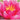 Rene Gerard water lily - pond plants - water lilies - aquatic plants-0
