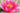 Rene Gerard water lily - pond plants - water lilies - aquatic plants-0