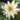 Rosanna water lily - pond plants - water lilies - aquatic plants-19853