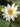 Rosanna water lily - pond plants - water lilies - aquatic plants-19853