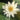 Rosanna water lily - pond plants - water lilies - aquatic plants-0