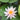 Rose Arey water lily - pond plants - water lilies - aquatic plants-19829