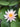 Rose Arey water lily - pond plants - water lilies - aquatic plants-19829