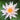 Rose Arey water lily - pond plants - water lilies - aquatic plants-0