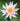 Rose Arey water lily - pond plants - water lilies - aquatic plants-0