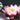 Rose Nymph water lily - pond plants - water lilies - aquatic plants-0