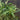 Rumex hydrolapathum (Great water dock or Water dock) - Marginal Pond Plants - Pond Plants - Water Plants-0