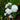 Sagittaria sagittifolia ‘Flore Plena’ (Double Japanese arrowhead) - Marginal Pond Plants - Pond Plants - Water Plants-0