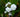 Sagittaria sagittifolia ‘Flore Plena’ (Double Japanese arrowhead) - Marginal Pond Plants - Pond Plants - Water Plants-0