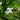 3 x Sagittaria Crushed Ice Early Bird Season Deals Live Water Plant Aquatic Pond Lake Marginal-0