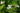 3 x Sagittaria Crushed Ice Early Bird Season Deals Live Water Plant Aquatic Pond Lake Marginal-0