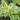 Scrophularia auriculata variegata (Variegated water figwort) - Marginal Pond Plants - Pond Plants - Water Plants-0