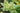 Scrophularia auriculata variegata (Variegated water figwort) - Marginal Pond Plants - Pond Plants - Water Plants-0