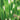 Scirpus lacustris tab. ‘Zebrinus’ (Zebra rush or Schoenoplectus lac. Zeb.) - Marginal Pond Plants - Pond Plants - Water Plants-413