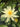 Sioux water lily - pond plants - water lilies - aquatic plants-19831