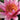 Sirius water lily - pond plants - water lilies - aquatic plants-0