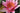 Sirius water lily - pond plants - water lilies - aquatic plants-0