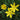 Sisyrinchium californicum (Yellow-eyed grass or Yellow satin flower) - Marginal Pond Plants - Pond Plants - Water Plants-0