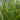 4 x Sparganium Erectum Early Bird Season Deals Live Water Plant Aquatic Pond Lake Marginal-0