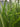 4 x Sparganium Erectum Early Bird Season Deals Live Water Plant Aquatic Pond Lake Marginal-0