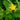 Hypericum tetrapterum (Square-stalked St John’s Wort) - Marginal Pond Plants - Pond Plants - Water Plants-0