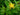 Hypericum tetrapterum (Square-stalked St John’s Wort) - Marginal Pond Plants - Pond Plants - Water Plants-0