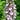 Stachys palustris (Marsh woundwort) - Marginal Pond Plants - Pond Plants - Water Plants-3171