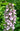 Stachys palustris (Marsh woundwort) - Marginal Pond Plants - Pond Plants - Water Plants-3171