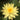 Sulphurea water lily - pond plants - water lilies - aquatic plants-0