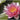 Sultan water lily - pond plants - water lilies - aquatic plants-0