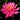 Maeploi (Night Bloom) water lily - pond plants water lilies aquatic plants - tropical Lilly-0