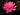 Maeploi (Night Bloom) water lily - pond plants water lilies aquatic plants - tropical Lilly-0