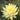 Texas Dawn water lily - pond plants - water lilies - aquatic plants-0