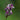Thalia dealbata (Powdery alligator flag or Hardy water canna) - Marginal Pond Plants - Pond Plants - Water Plants-0