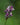 Thalia dealbata (Powdery alligator flag or Hardy water canna) - Marginal Pond Plants - Pond Plants - Water Plants-0