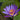 Tina water lily - pond plants water lilies aquatic plants - tropical Lilly-0