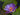 Tina water lily - pond plants water lilies aquatic plants - tropical Lilly-0