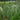 Typha angustifolia (Lesser bulrush or Reedmace, Narrowleaf cattail) - Marginal Pond Plants - Pond Plants - Water Plants-0