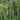 Typha latifolia (Common bulrush or Greater reedmace)-None-7 cm-0