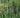 Typha latifolia (Common bulrush or Greater reedmace)-None-7 cm-0