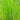 Typha laxmannii (Graceful cattail or Slender reedmace) - Marginal Pond Plants - Pond Plants - Water Plants-0