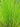 Typha laxmannii (Graceful cattail or Slender reedmace) - Marginal Pond Plants - Pond Plants - Water Plants-0