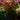 Vallisneria Spirals Red - submerged - Aquarium Strands-0