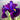 Iris ensata ‘Variegata’ (Variegated Japanese clematis iris) - Marginal Pond Plants - Pond Plants - Water Plants-0