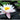 Venusta water lily - pond plants - water lilies - aquatic plants-0