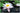 Venusta water lily - pond plants - water lilies - aquatic plants-0