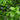 Lincolnshire Pond Plants Oxygenating Pack Potted-991