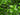 Lincolnshire Pond Plants Oxygenating Pack Potted-991
